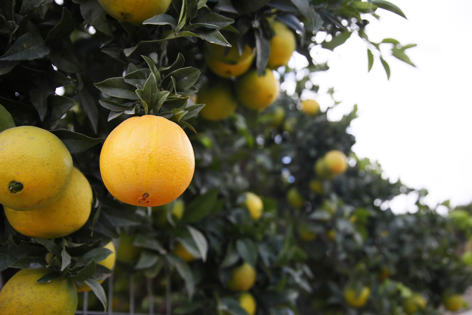 Las naranjas de Íllar, en imágenes