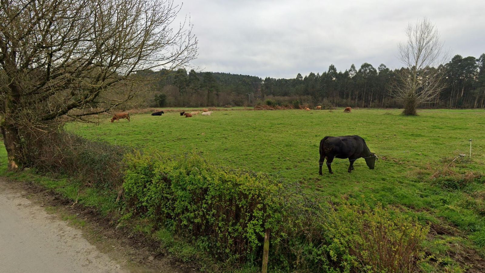 El Camino alterna mucho bosque con pradera y zonas dedicadas a cultivo o ganado.