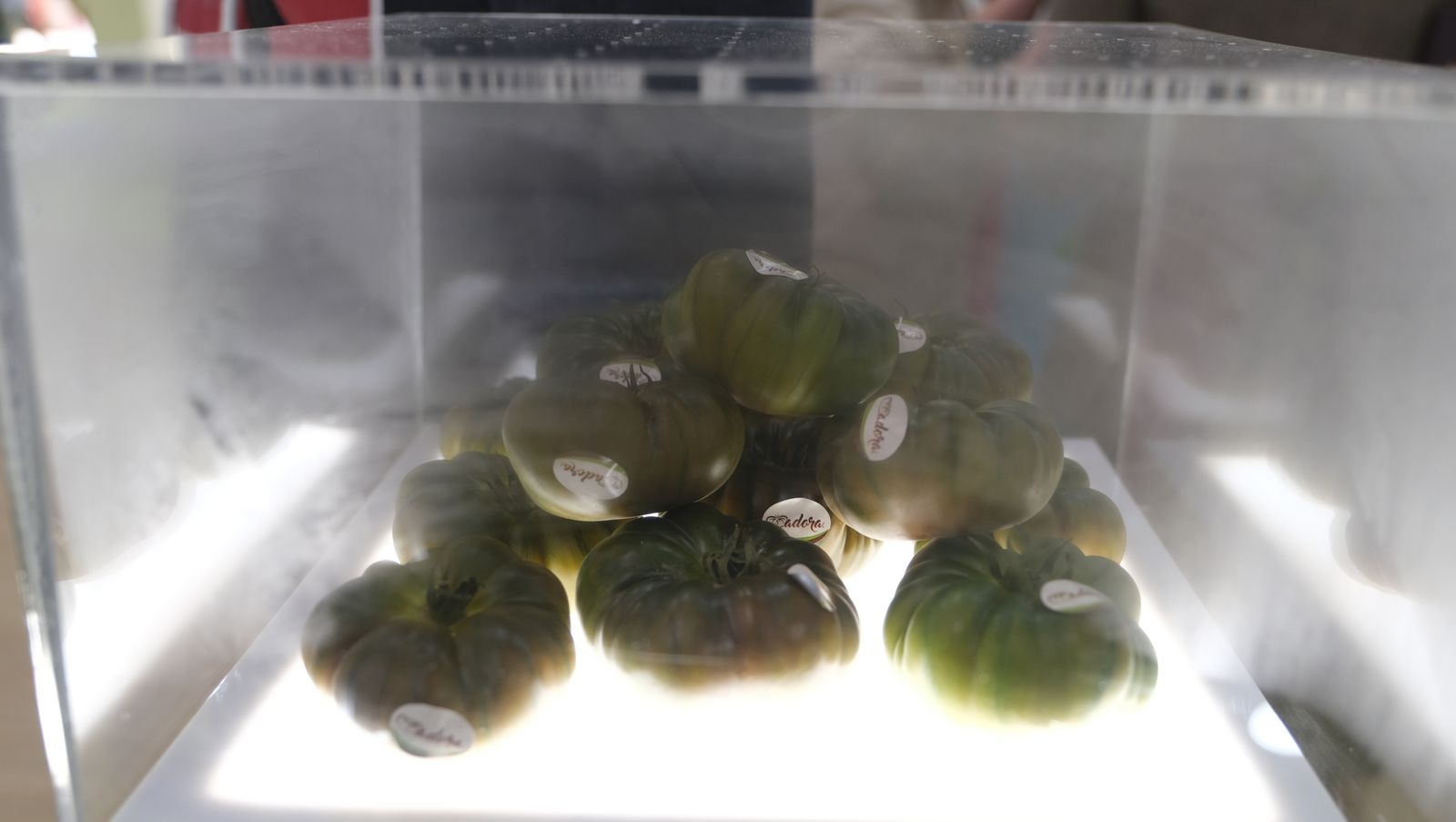 Imágenes de la Expolevante del jueves. Campohermoso-Níjar