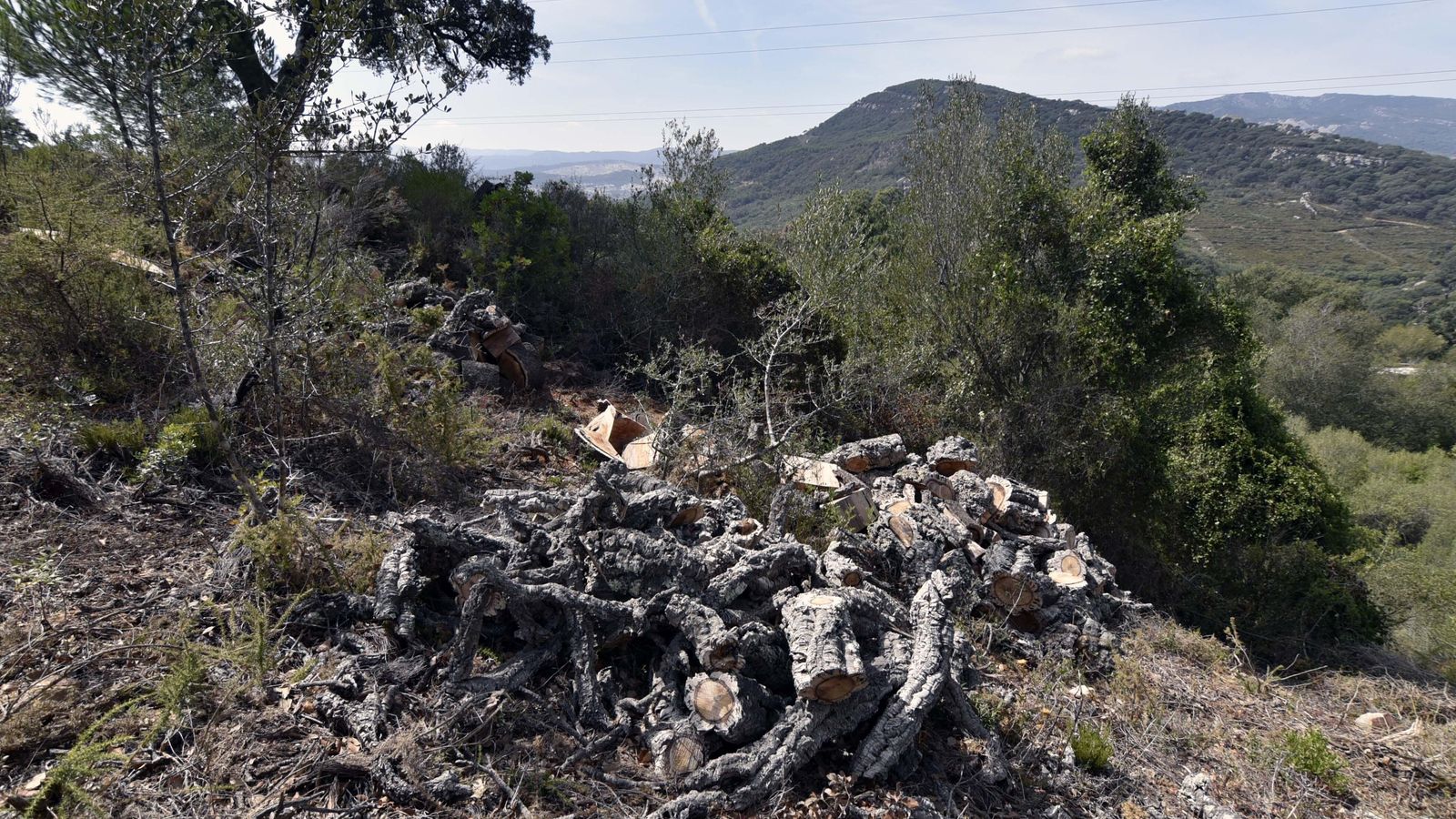 Jornadas de la saca del corcho, La Almoraima