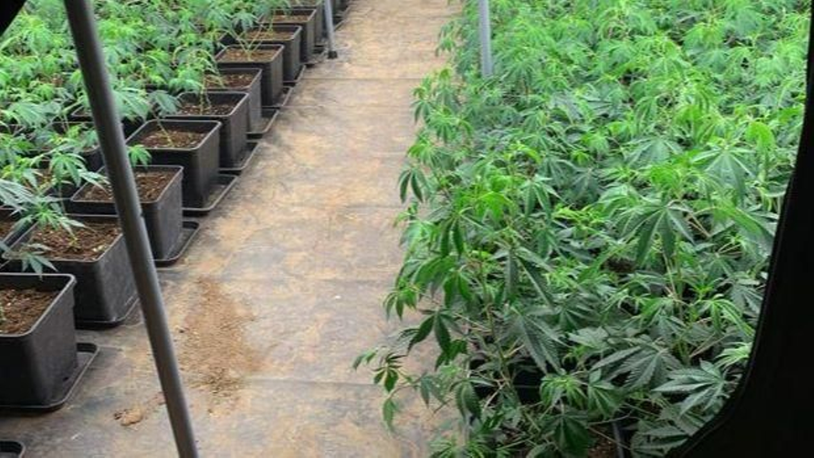 Cogollos de marihuana incautados por los agentes. Cogollos de marihuana incautados por los agentes.