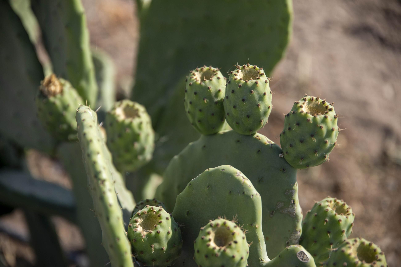 Plantación de chumbos de Níjar