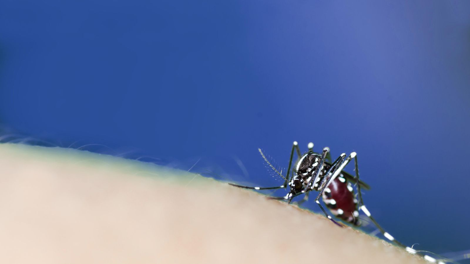 Ejemplar de mosquito tigre.