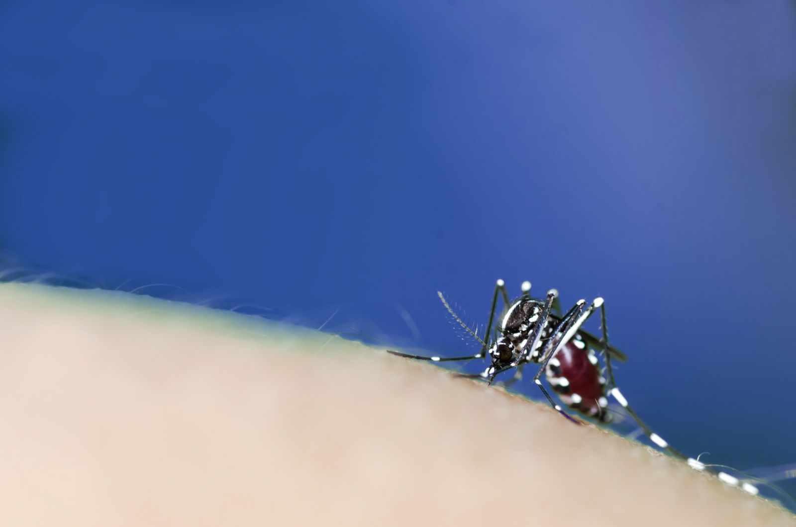 Ejemplar de mosquito tigre.