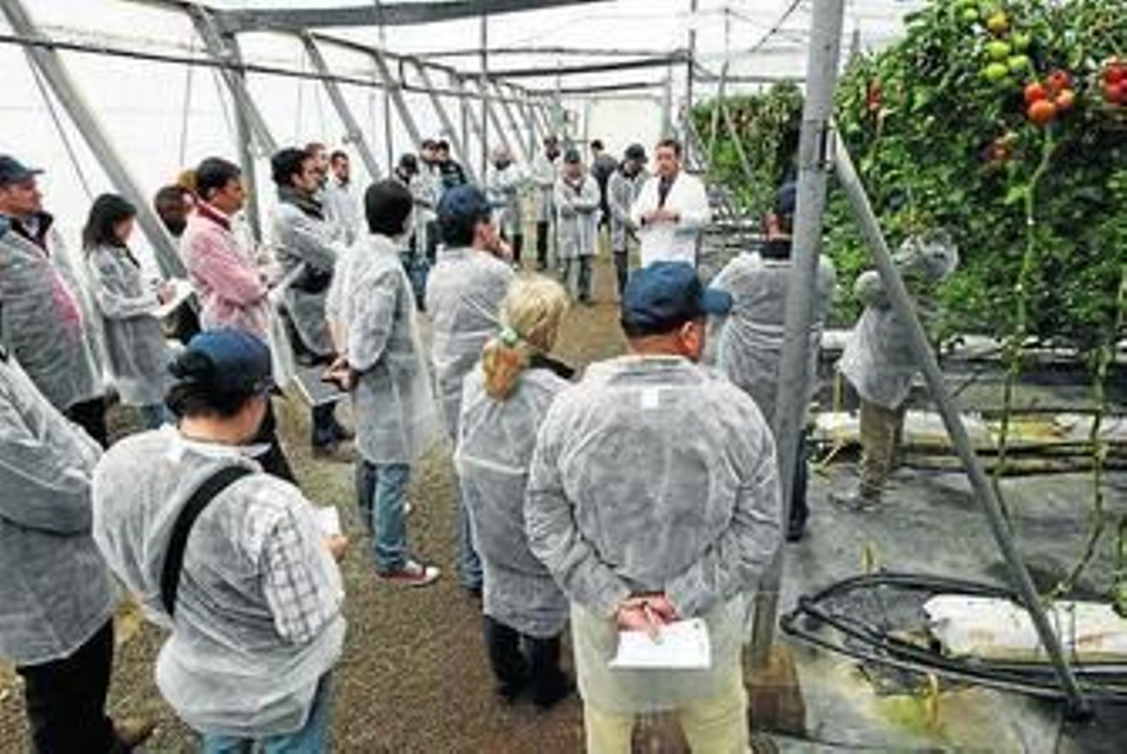 Cajamar mostrará hoy los resultados de sus ensayos para manejar este virus.