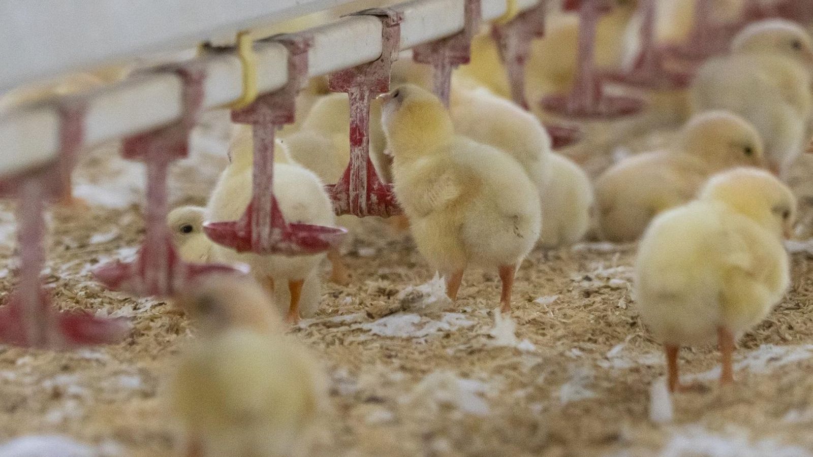 Pollos de granja.