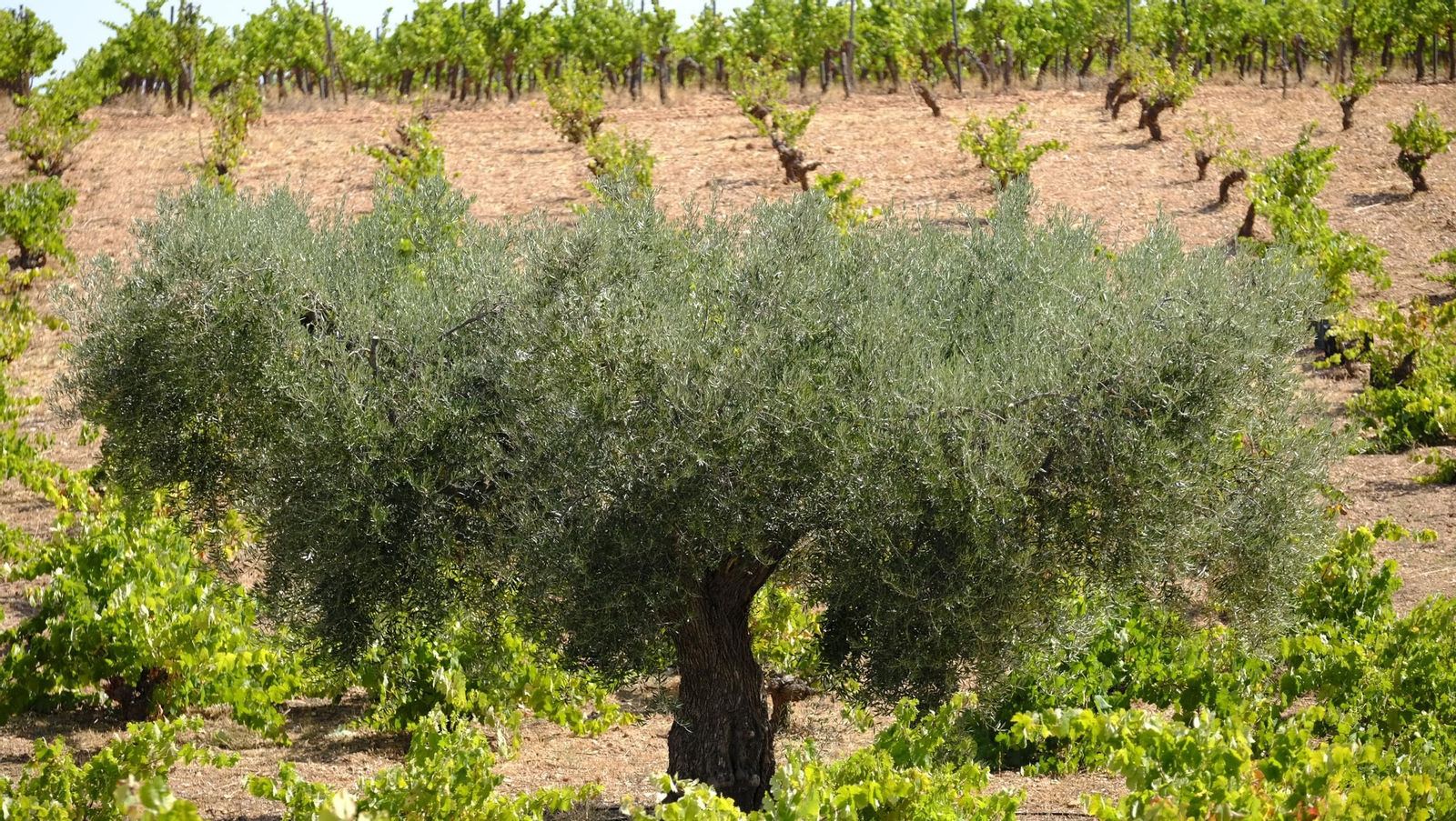 La vendimia en la Bodega Cortijo del Cura de Laujar, en imágenes