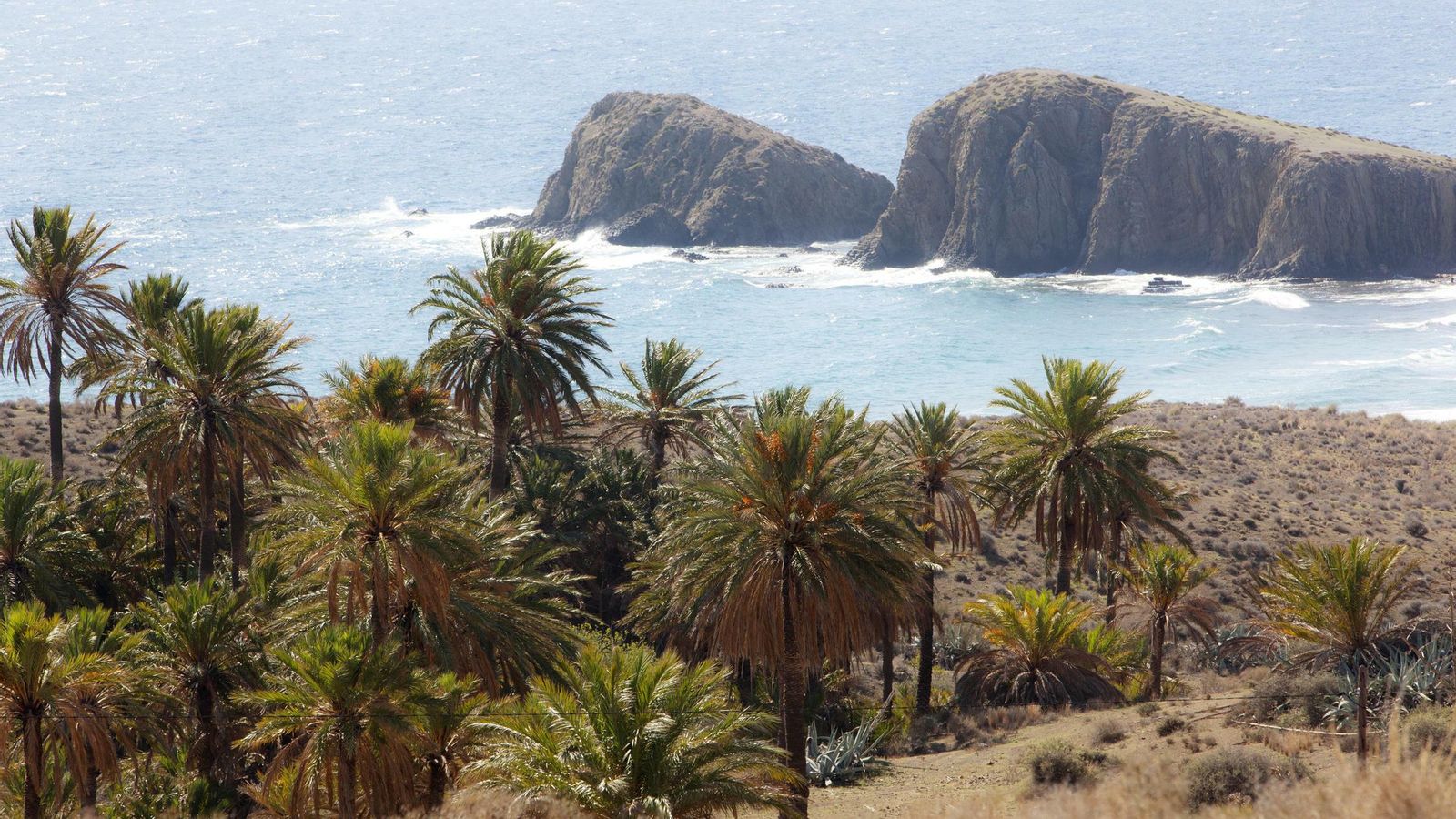 Palmeras junto a la isleta del Moro, Almería.