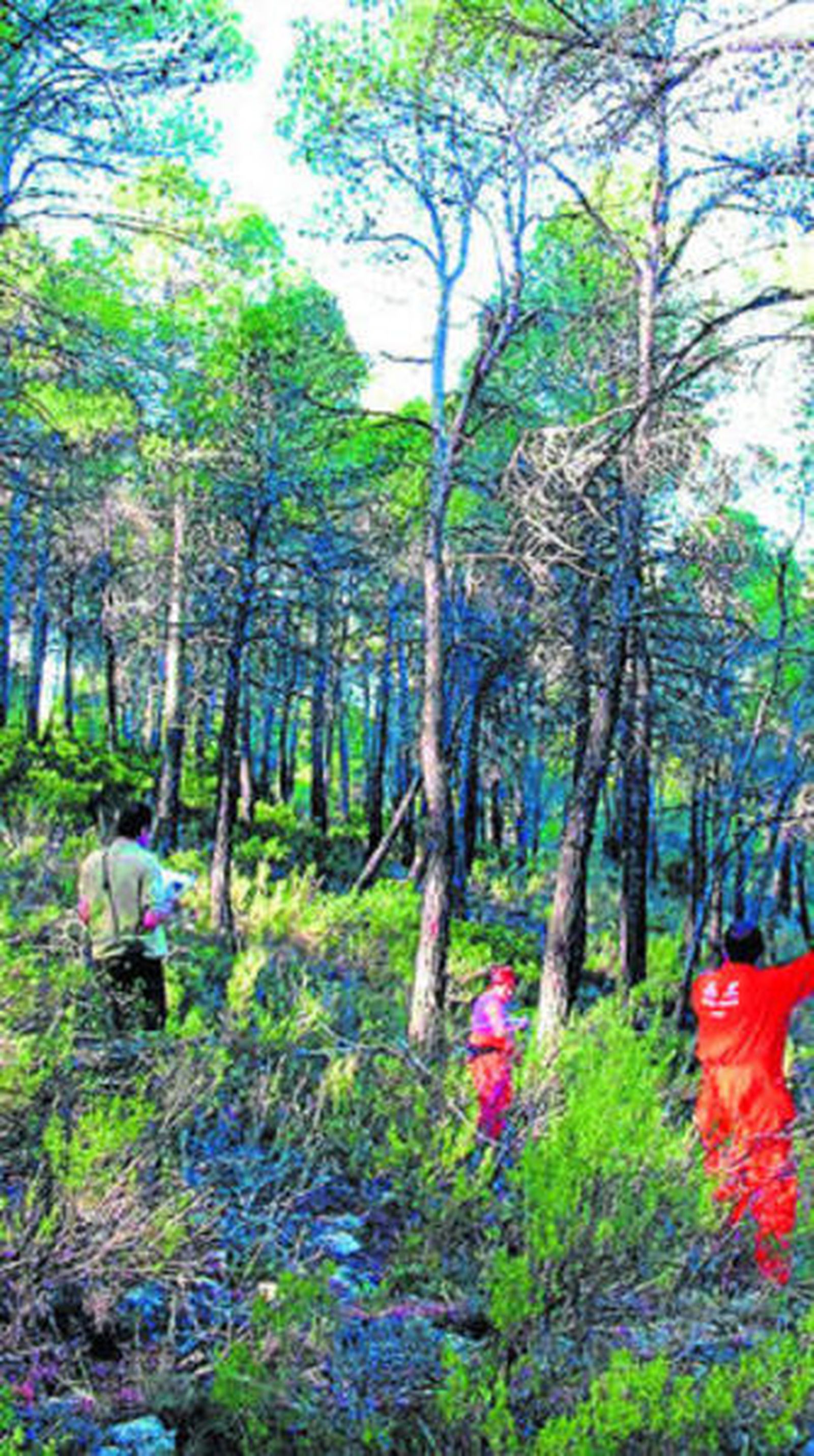 Bosque en Sierra María-Los Vélez.