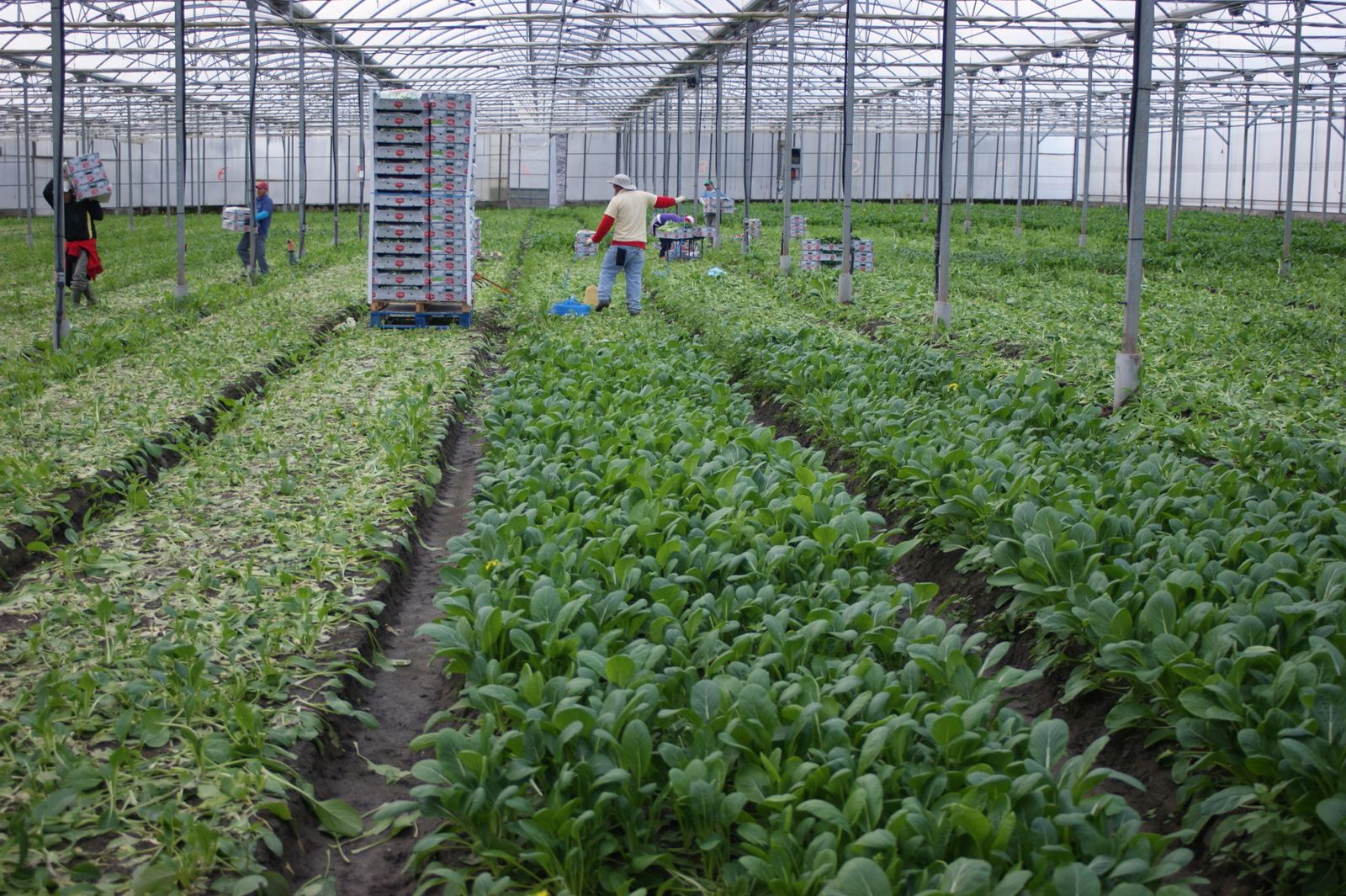 Imagen de archivo de cosecha de Choi Sam en las instalaciones de Primaflor, empresa que lidera el grupo.