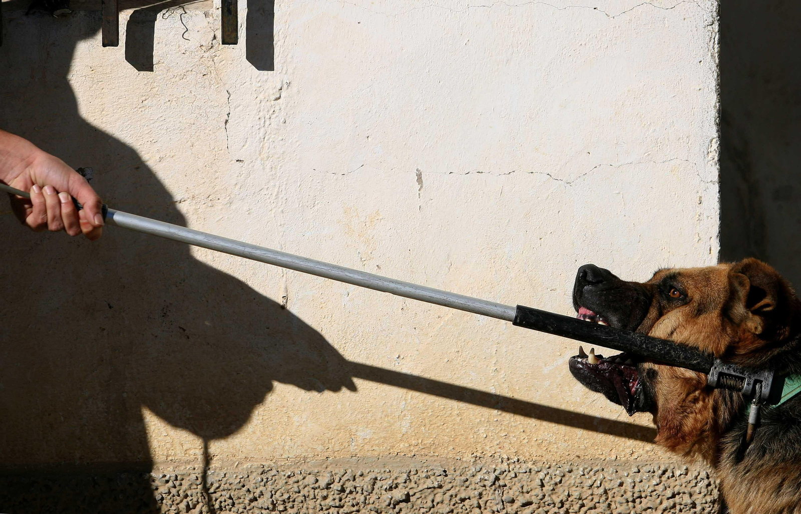 Un perro agresivo en una imagen de archivo