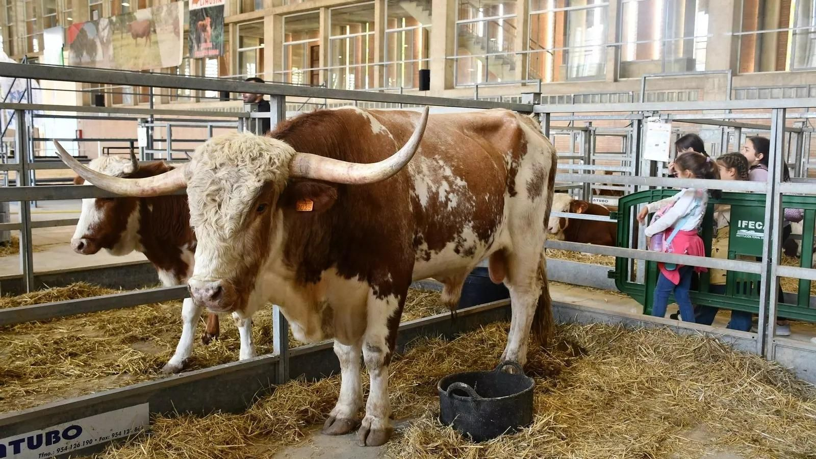 Imagen de una anterior celebración de Fegasur en Jerez.