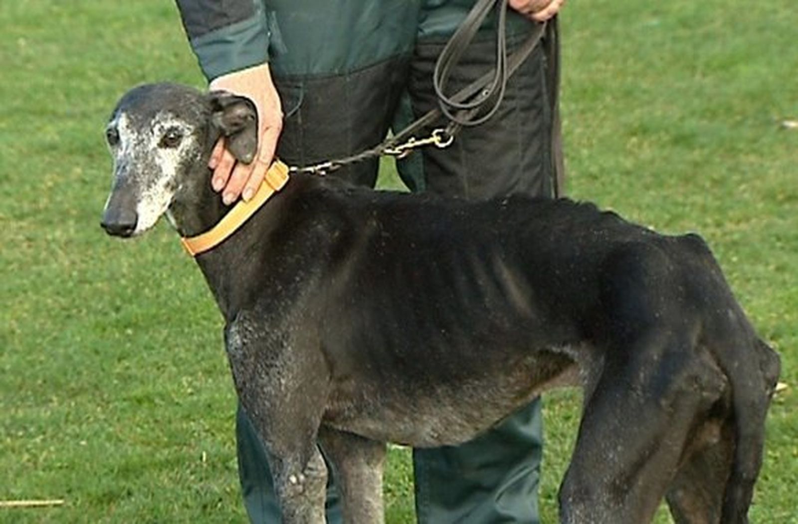 Cómo ganar medio millón de euros secuestrando a un galgo