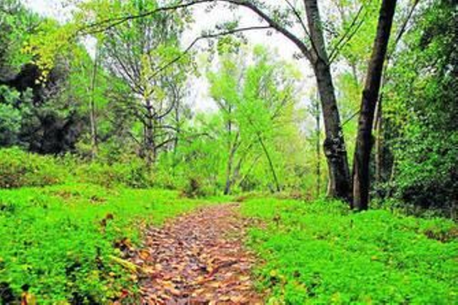 Recorrido del Arroyo Laja en el Pinar del Rey.