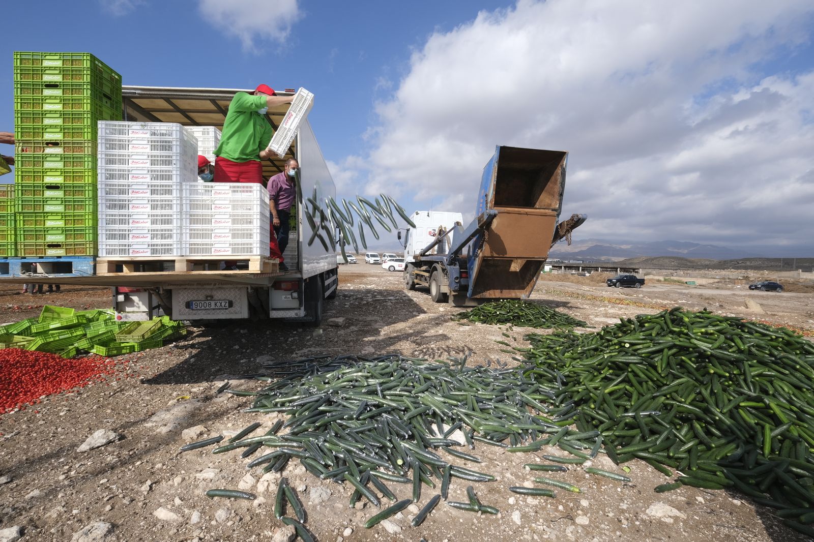Fotogalería destrucción de pepinos en Almería