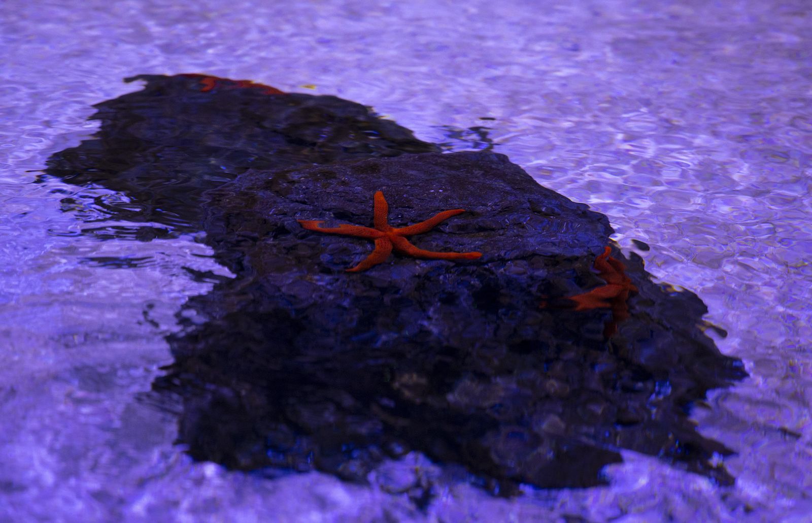 La reapertura del acuario de Sevilla, en imágenes