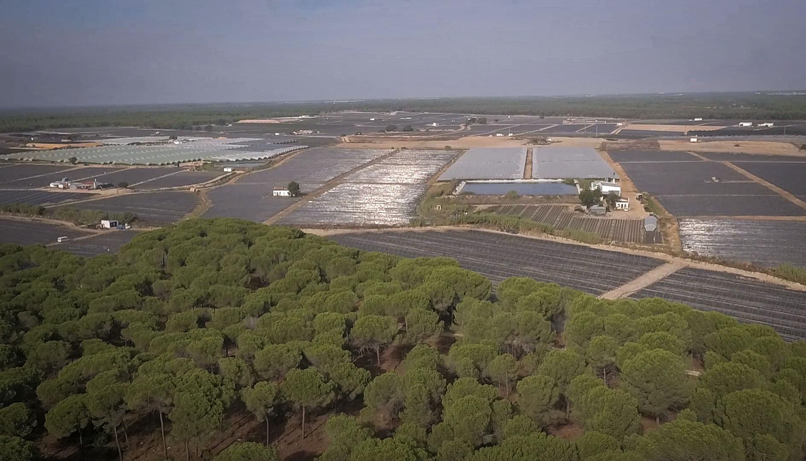 Imagen de archivo de la frontera del Parque de Doñana  con el mar de plásticos al fondo.