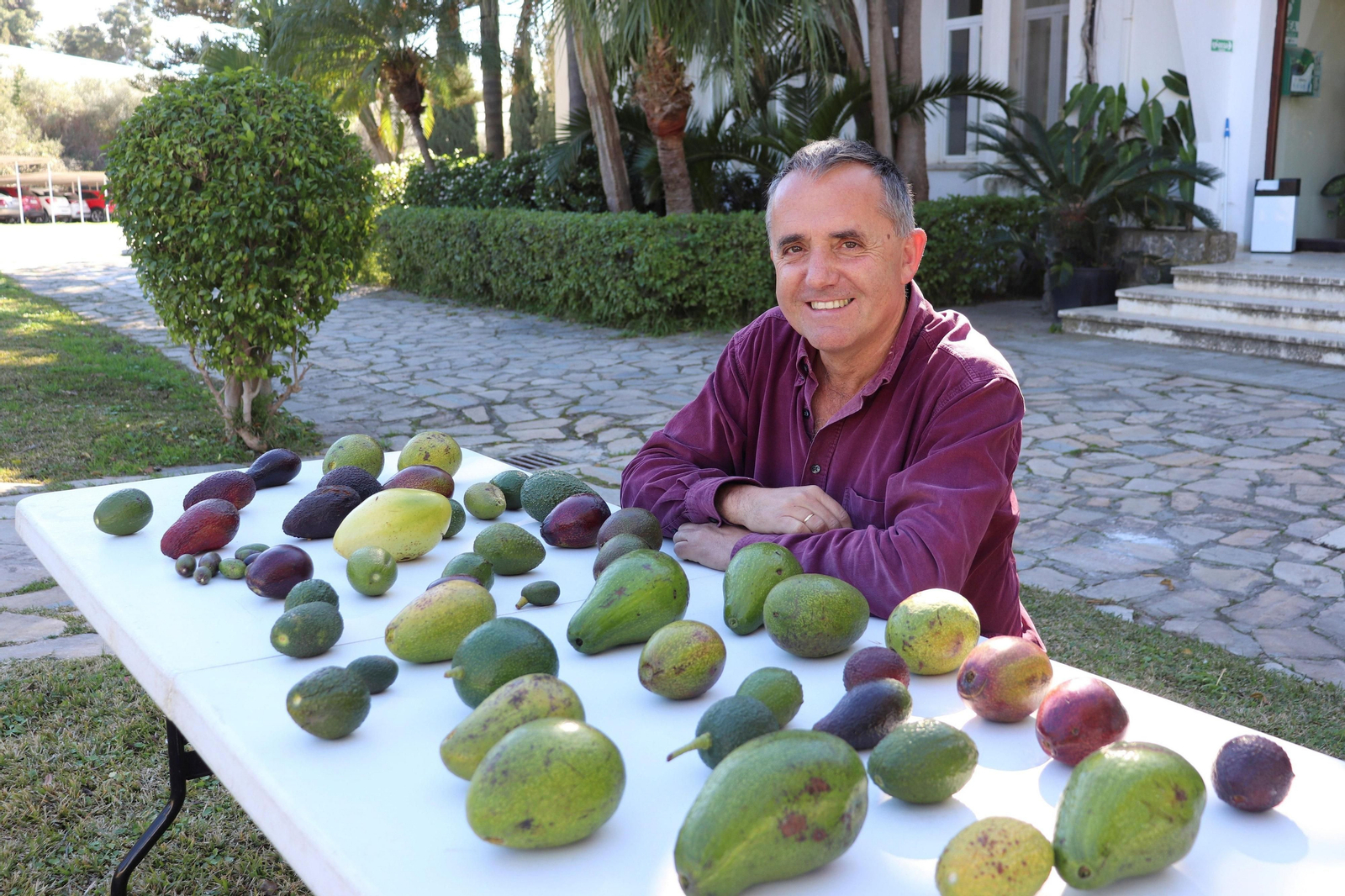 El investigador del Instituto de Hortofruticultura Subtropical y Mediterránea “La Mayora” CSIC-UMA, Iñaki Hormaza.