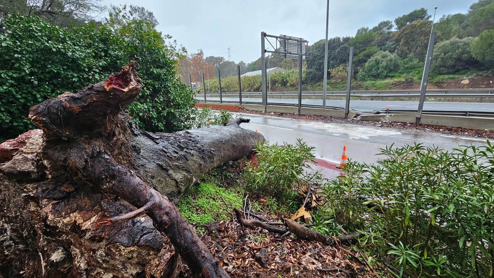 El árbol, arrancado de cuajo, ya cortado junto a la vía de servicio de la A-7 en Guadacorte.