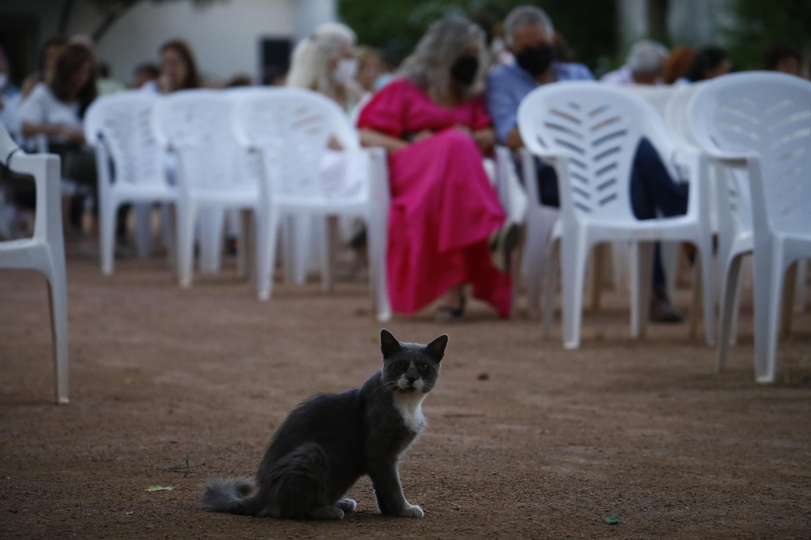 La apertura de los cines de verano en Córdoba, en fotografías