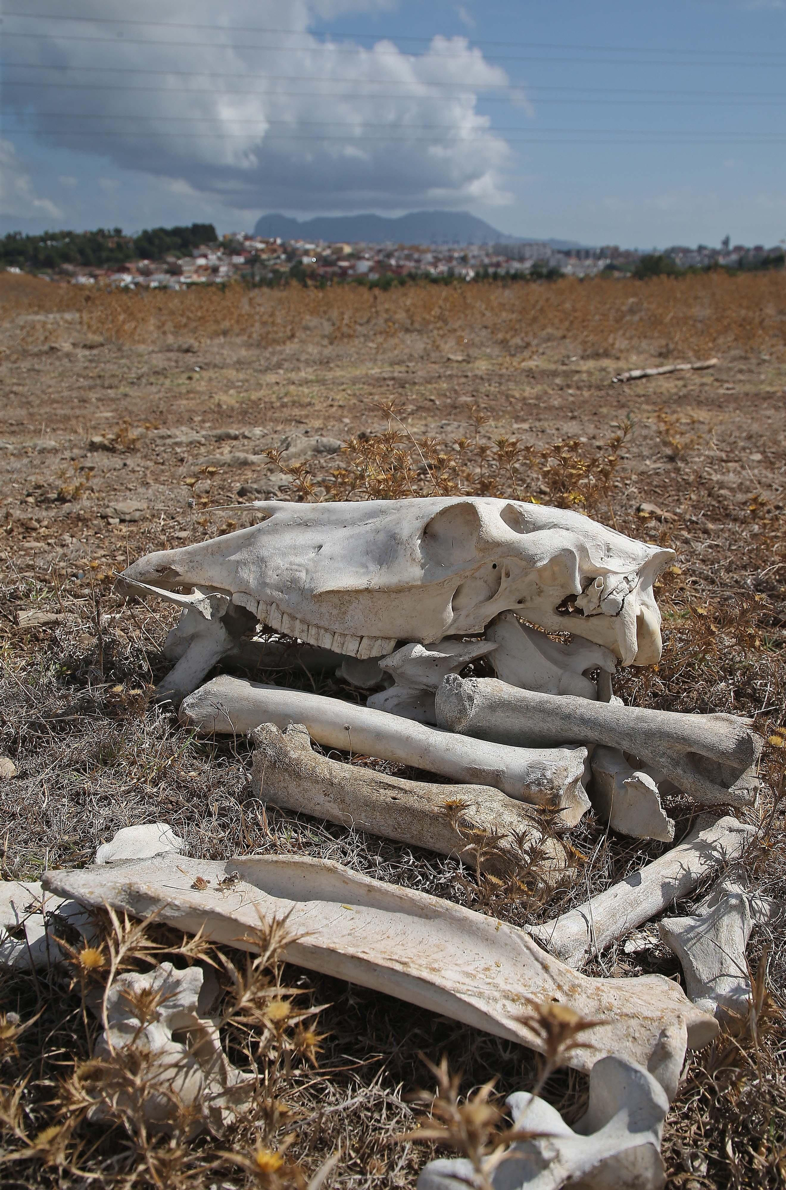 Imágenes de los nuevos cadáveres de caballos en el muladar ilegal de Pajarete en Algeciras