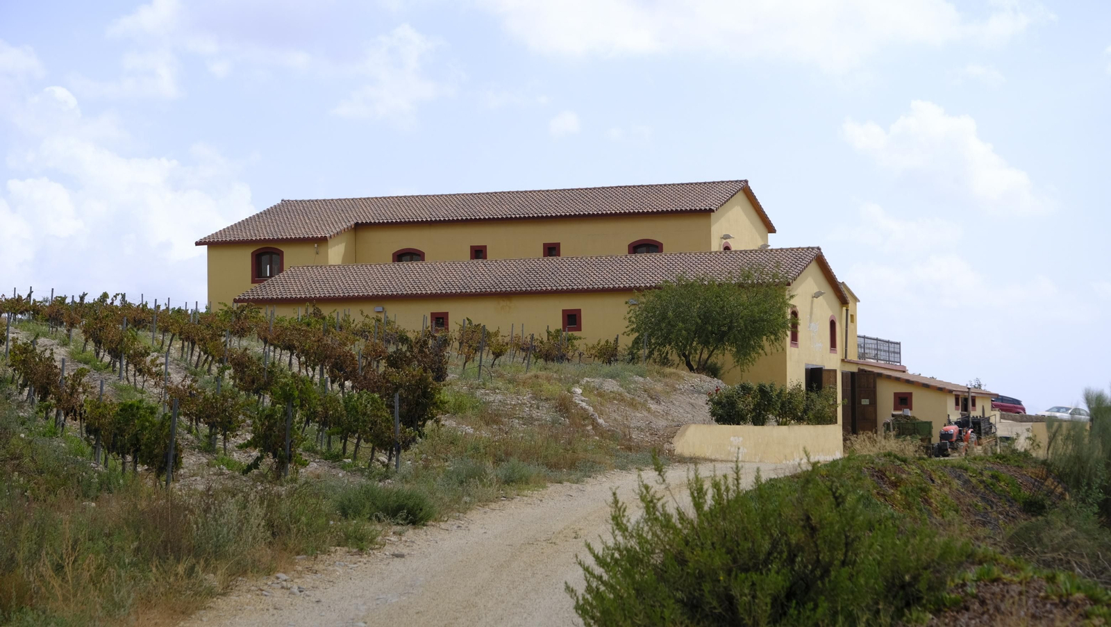 Llega la vendimia a las Bodegas Perfer, en Uleila del Campo