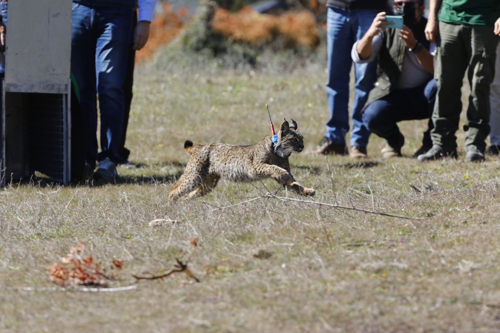 La suelta de la lincesa Salema en el Guadalmellato de Córdoba, en fotografías.