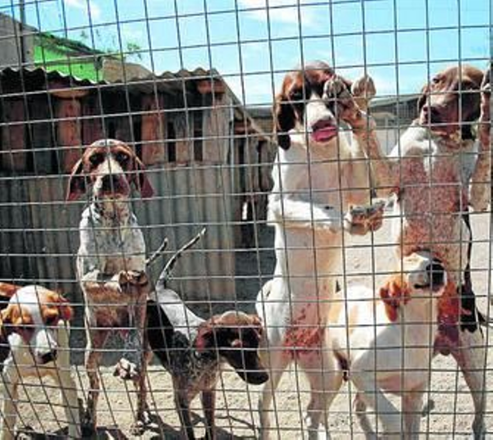 Situación crítica de la Protectora de Animales de Roquetas de Mar