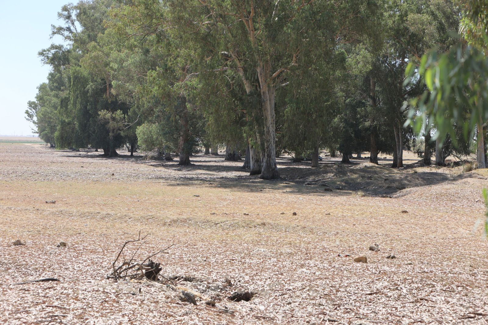 Aspecto que presenta actualmente la laguna de El Sapo, tras un año marcado por la falta de precipitaciones.