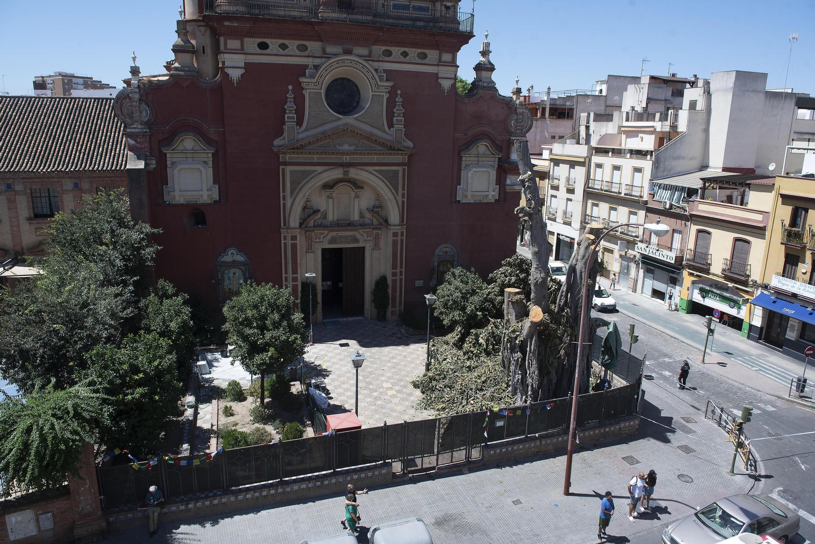Estado en el que se encuentra el ficus hasta el momento en que se paralizó la tala.
