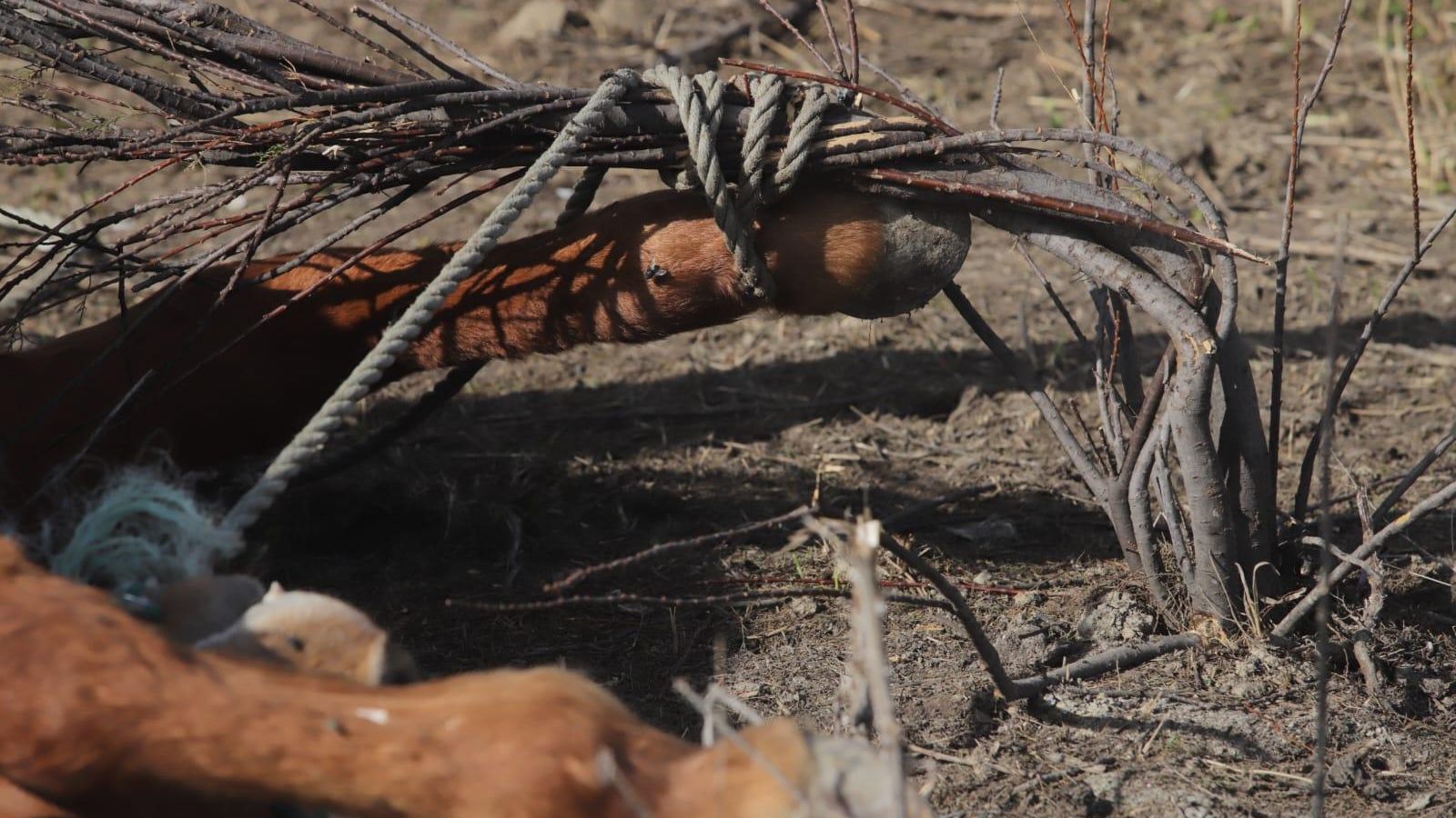 Detalle de la pezuña trabada con la soga.