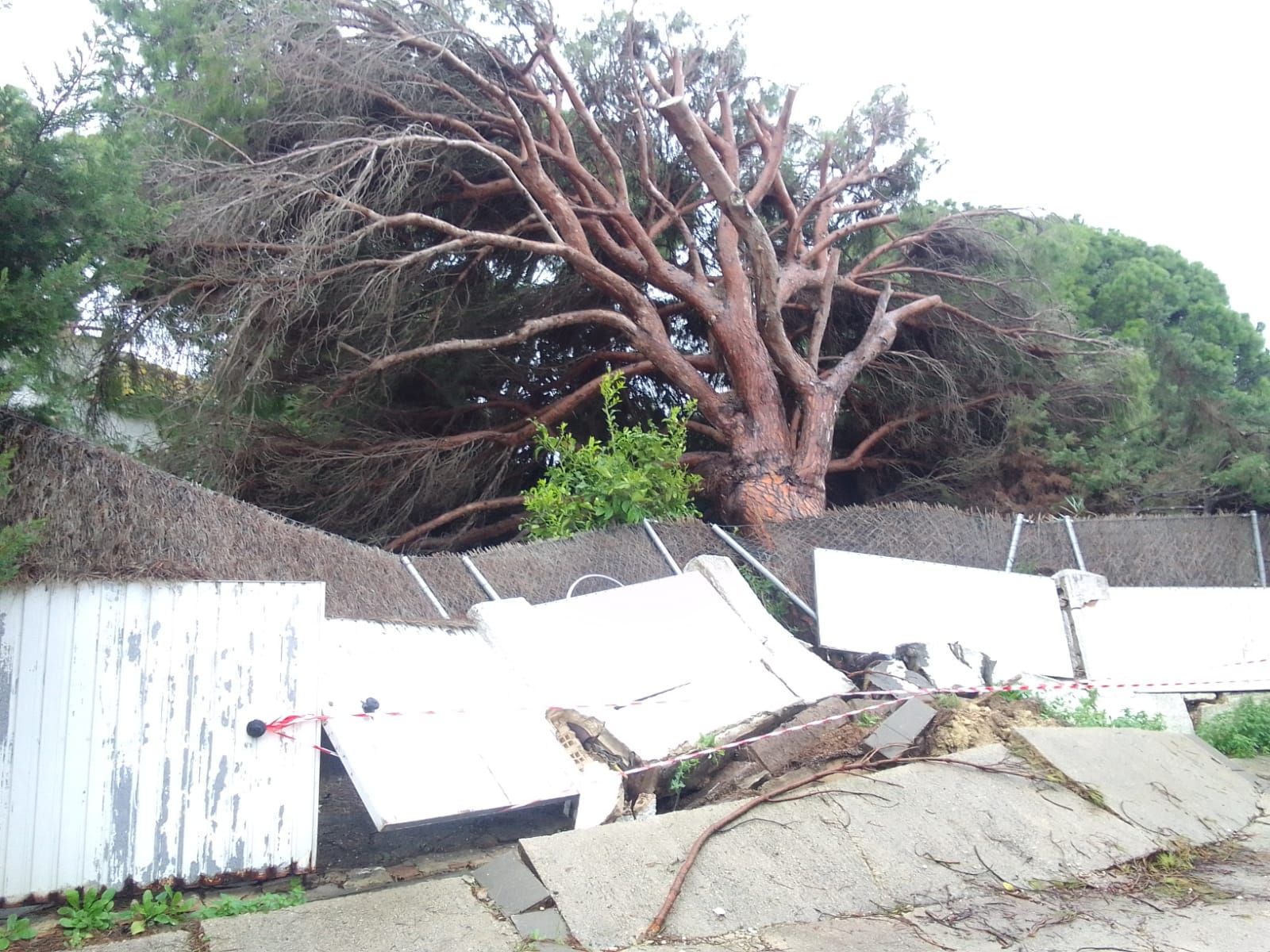 El pino que ha levantado el asfalto y ha caído sobre un muro en la calle Murcia.