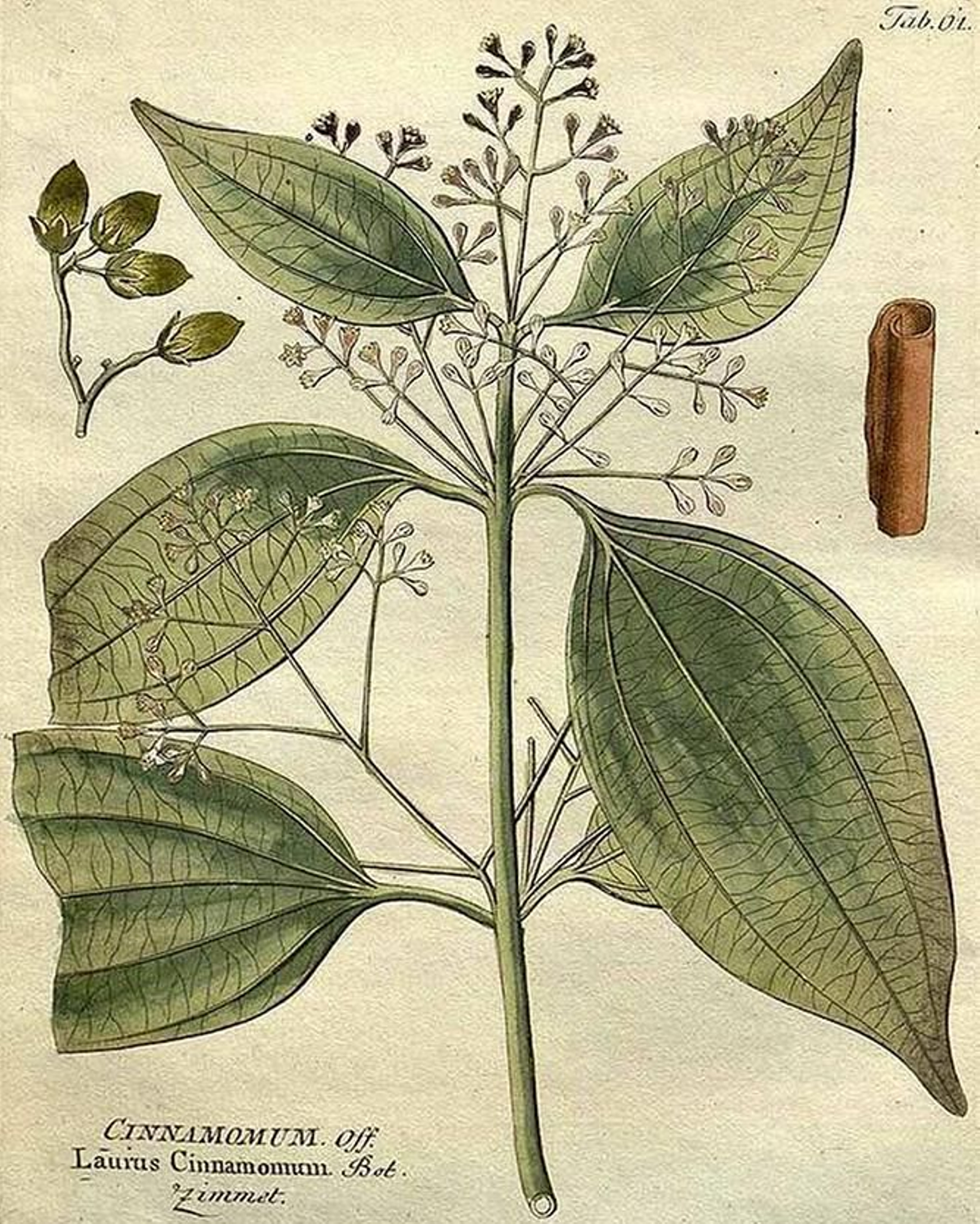 Canela. Fuente: IAPH.