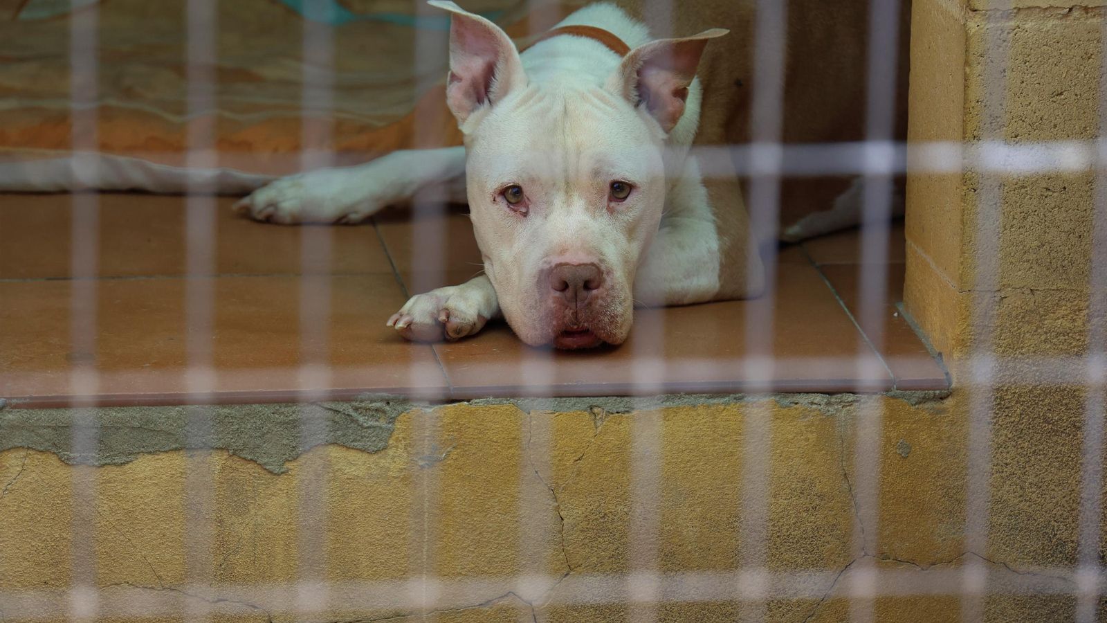 Los perros que buscan familia en la protectora de Animales de Málaga