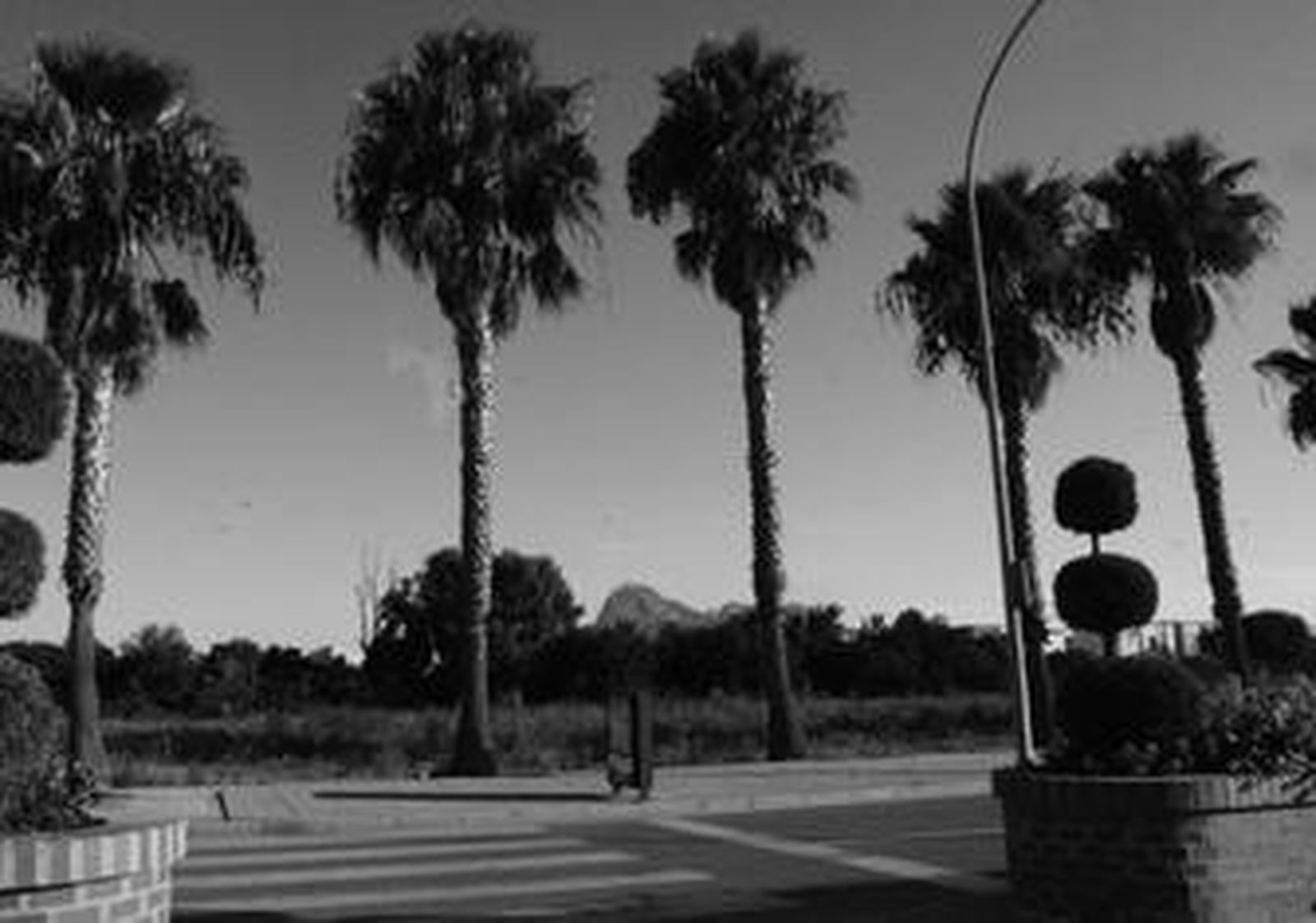 Instantánea parcial de los terrenos municipales que fueron vendidos a la empresa Roseworld.