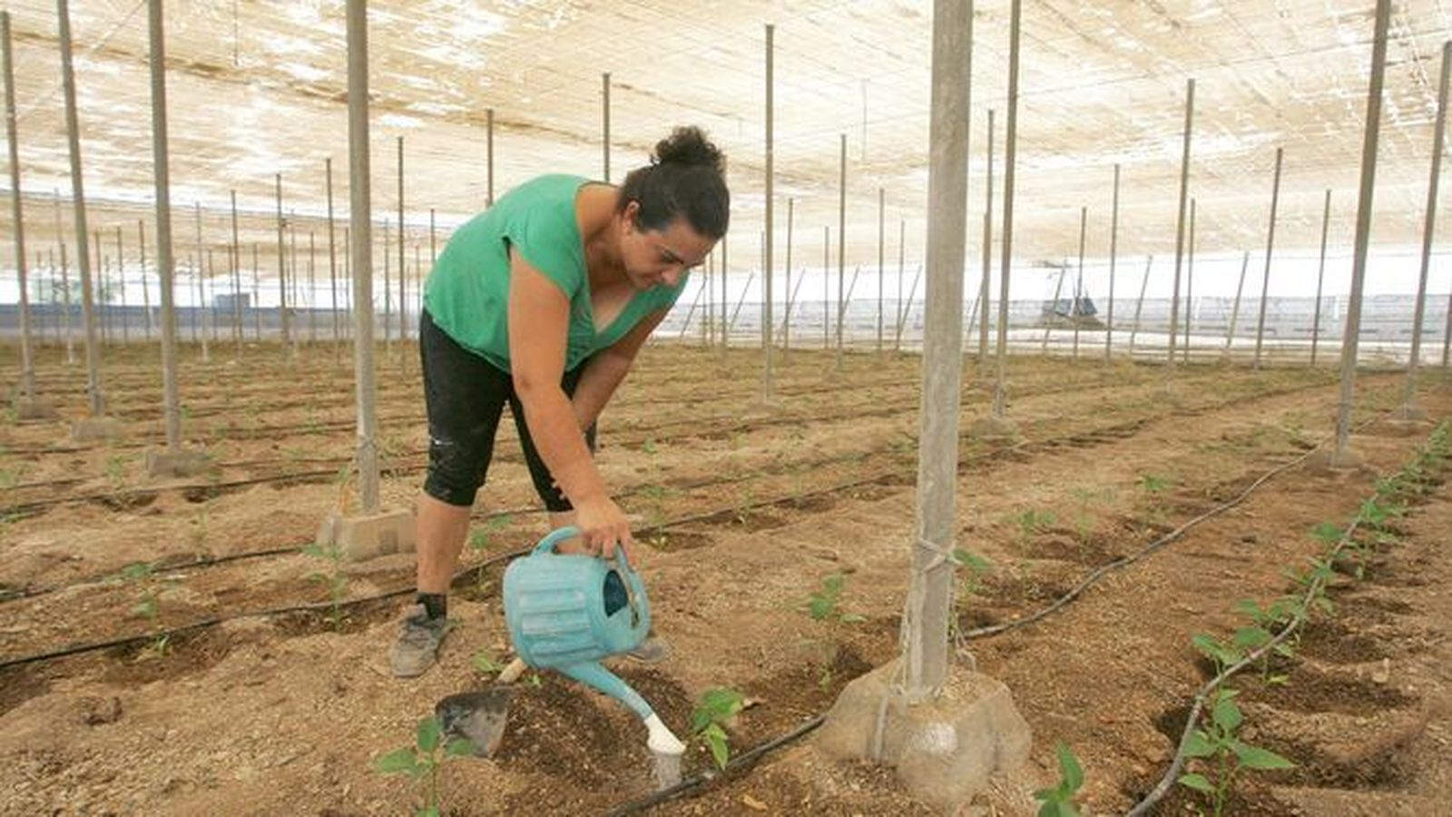 Asaja denuncia que Europa cede a las presiones ecologistas.