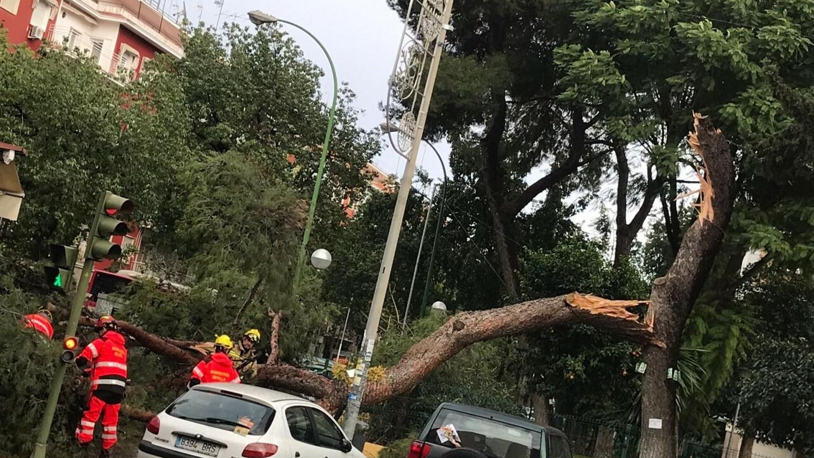 Los bomberos intervienen por la caída de una rama en la calle Bogotá.
