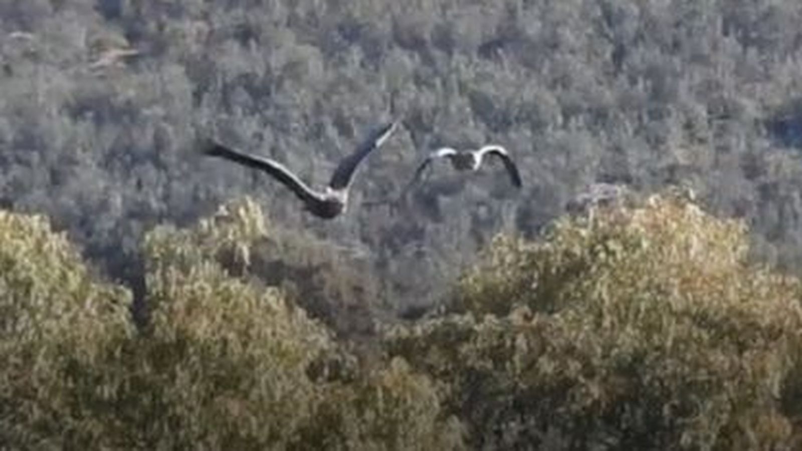 Pigargo europeo en la Sierra.