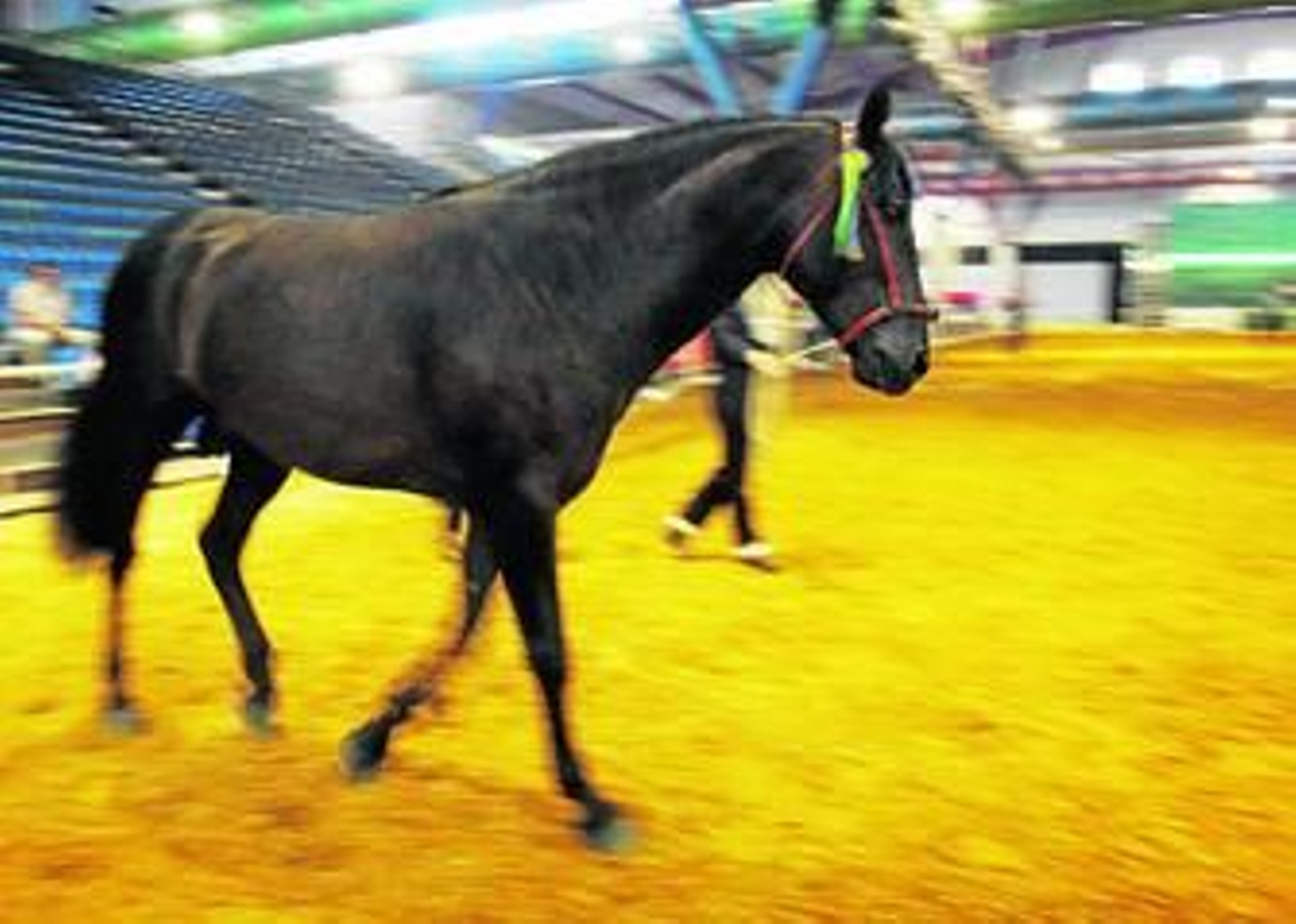 Un pura sangre español entrena en una de las pistas instaladas en el Palacio de Ferias de Málaga.