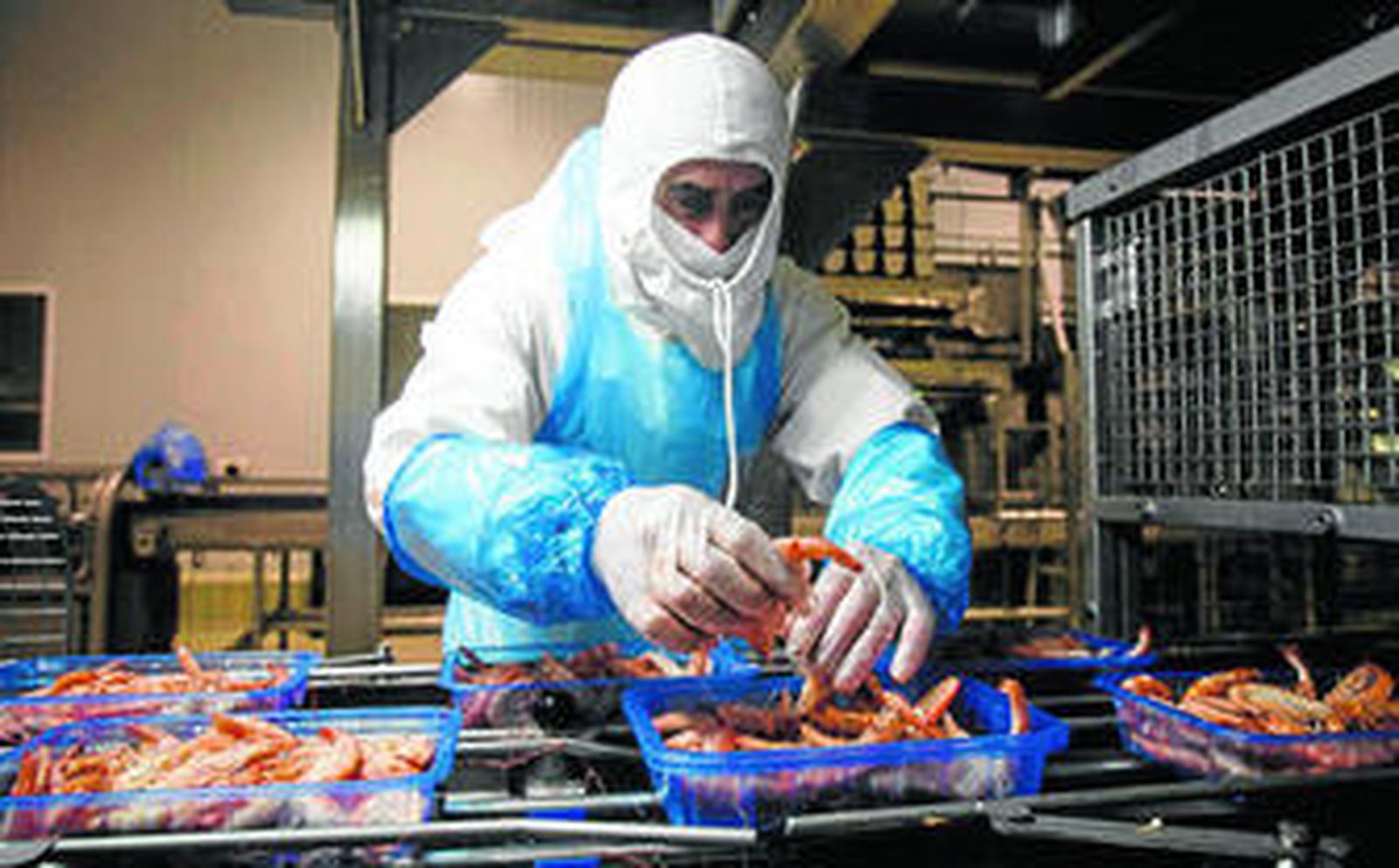 La mano humana siempre interviene en algún momento del proceso del envasado de los langostinos.