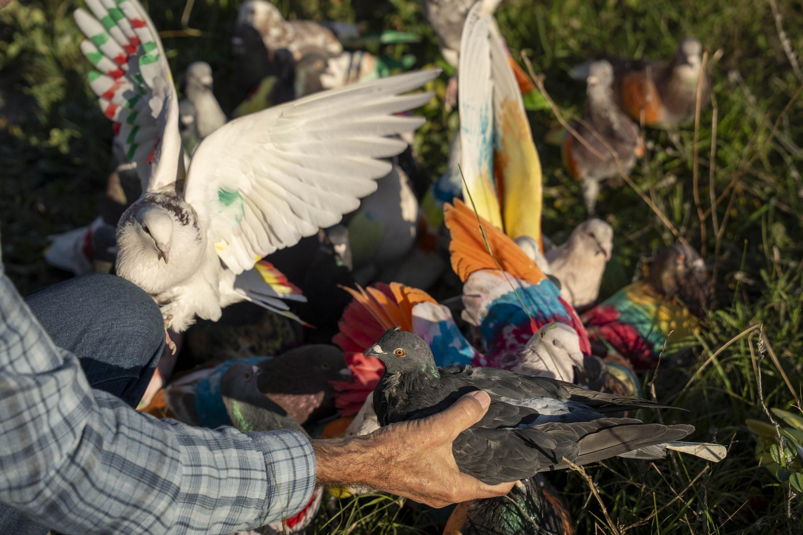 Las mejores imágenes de la suelta de palomos en la Feria de Albox
