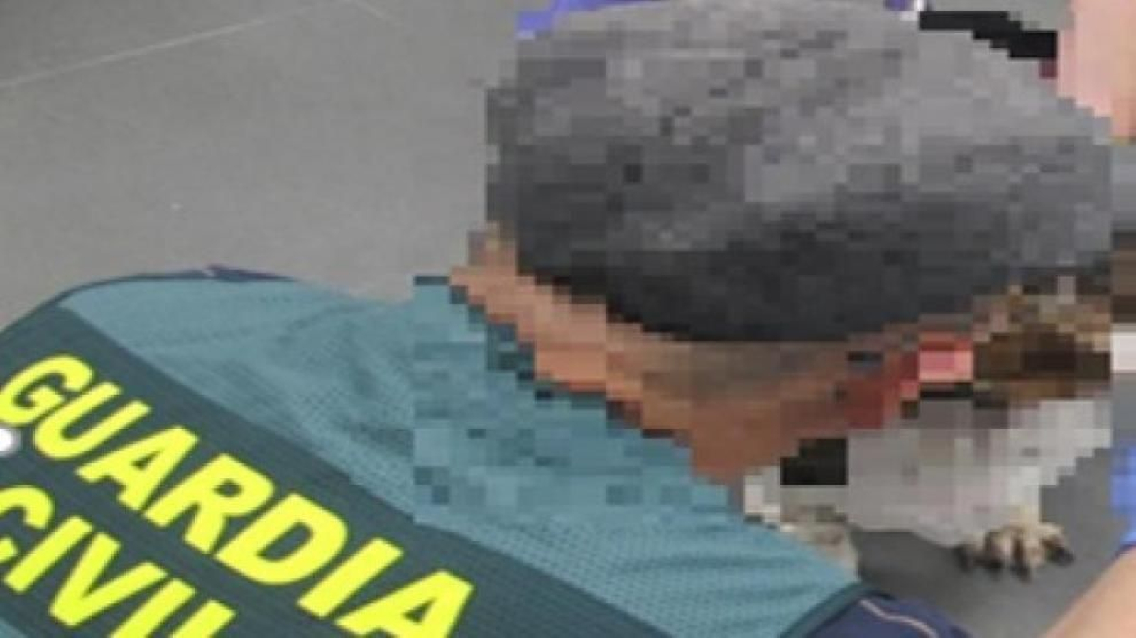 Encuentran viva una perra en una trituradora de Lleida que había sido eutanasiada en Aragón