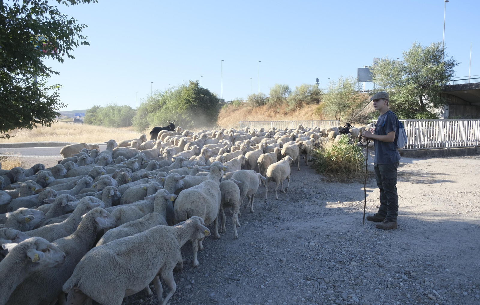 Un paseo trashumante por Córdoba, en imágenes Un paseo trashumante por Córdoba, en imágenes
