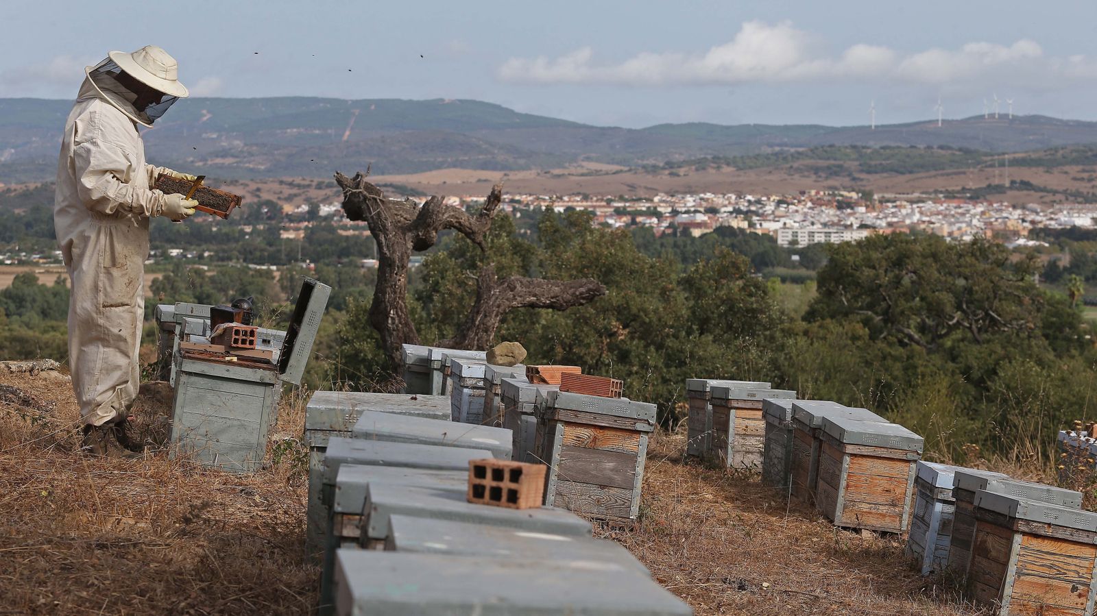 El apicultor José Alconchel revisa uno de sus pañales en el Monte de la Torre  en Los Barrios