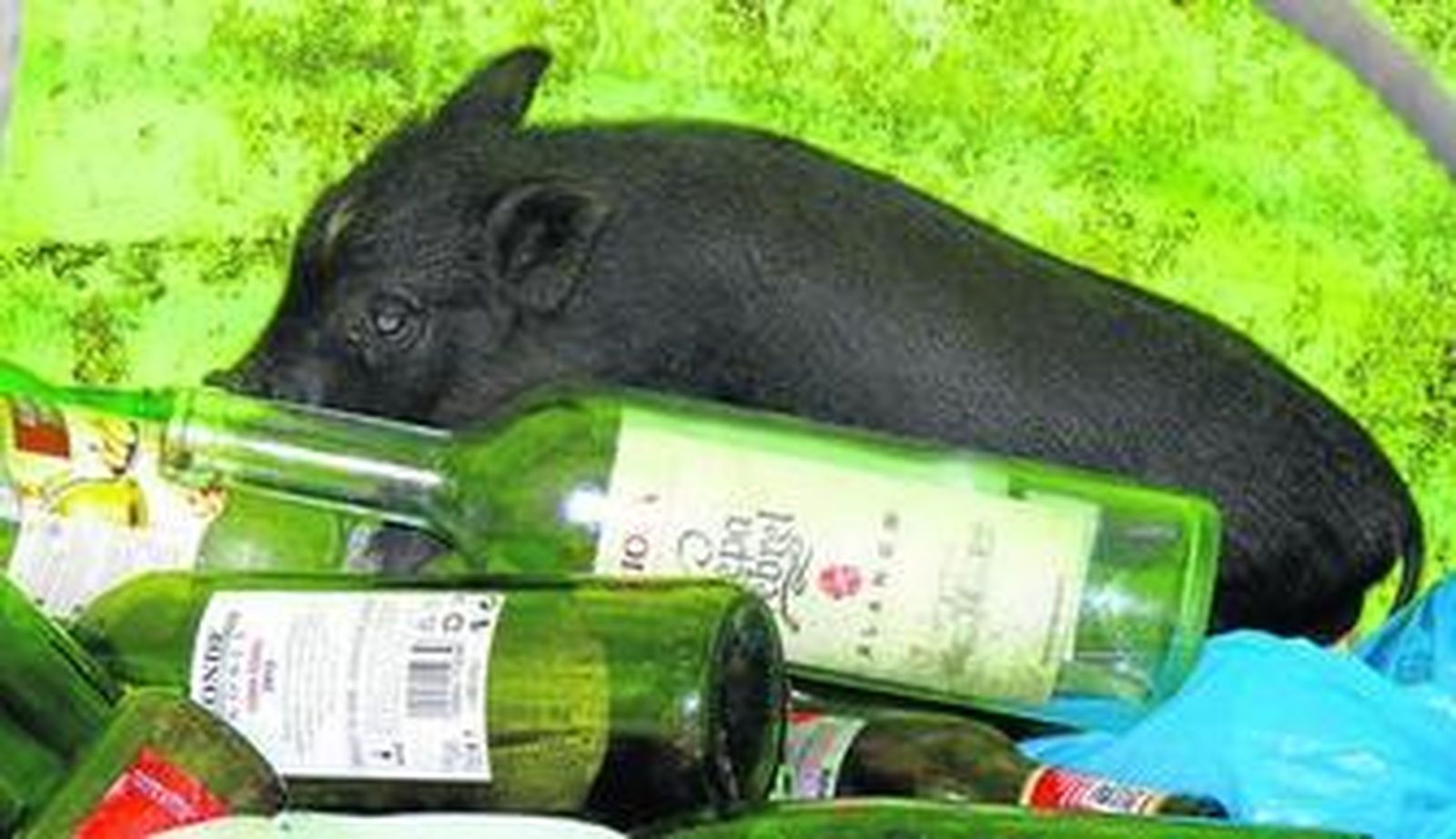 Imagen del cerdo dentro del contenedor, momentos antes de ser rescatado.