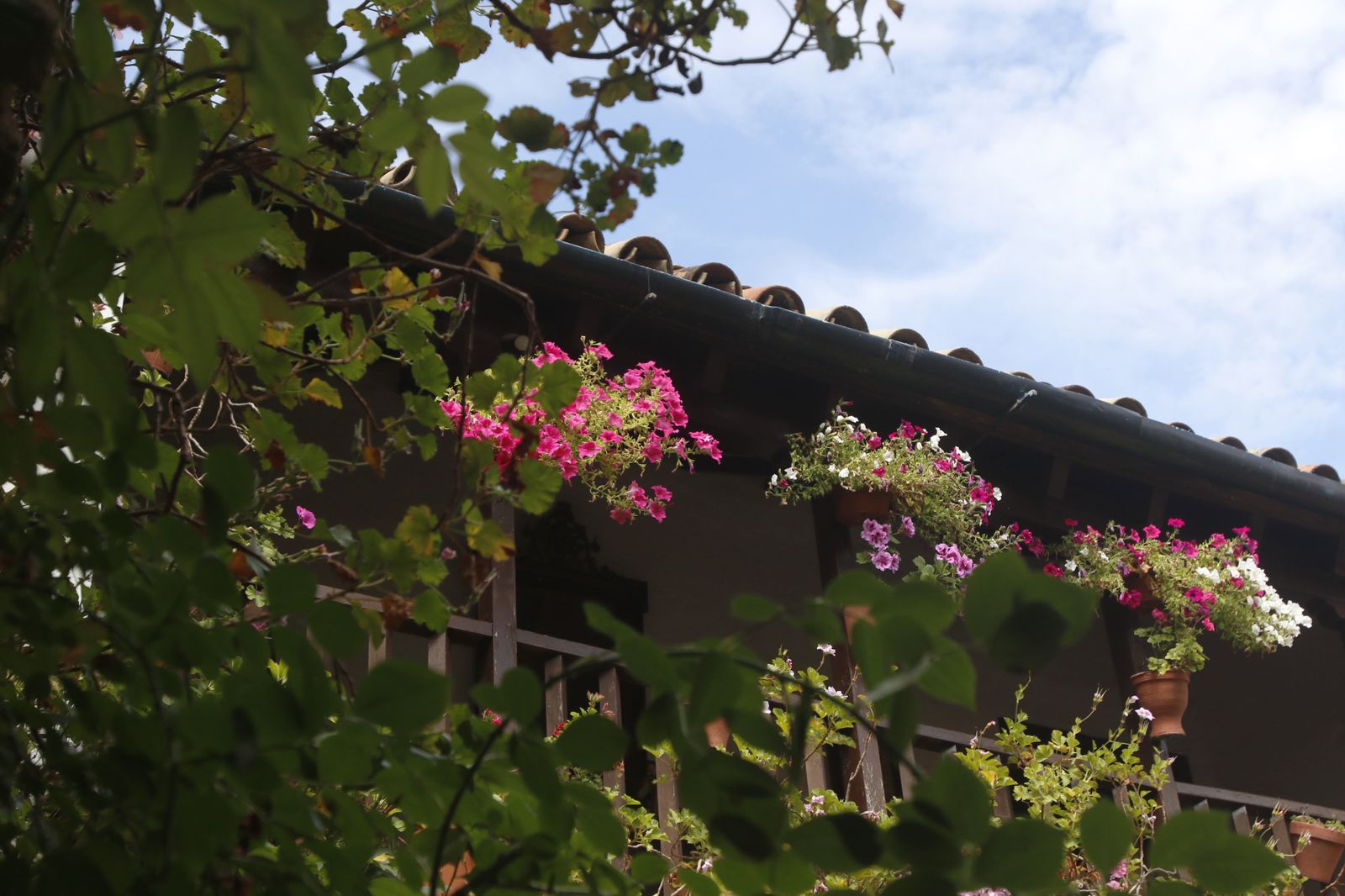 Los Patios de Córdoba en tiempos de crisis: Parras, 6