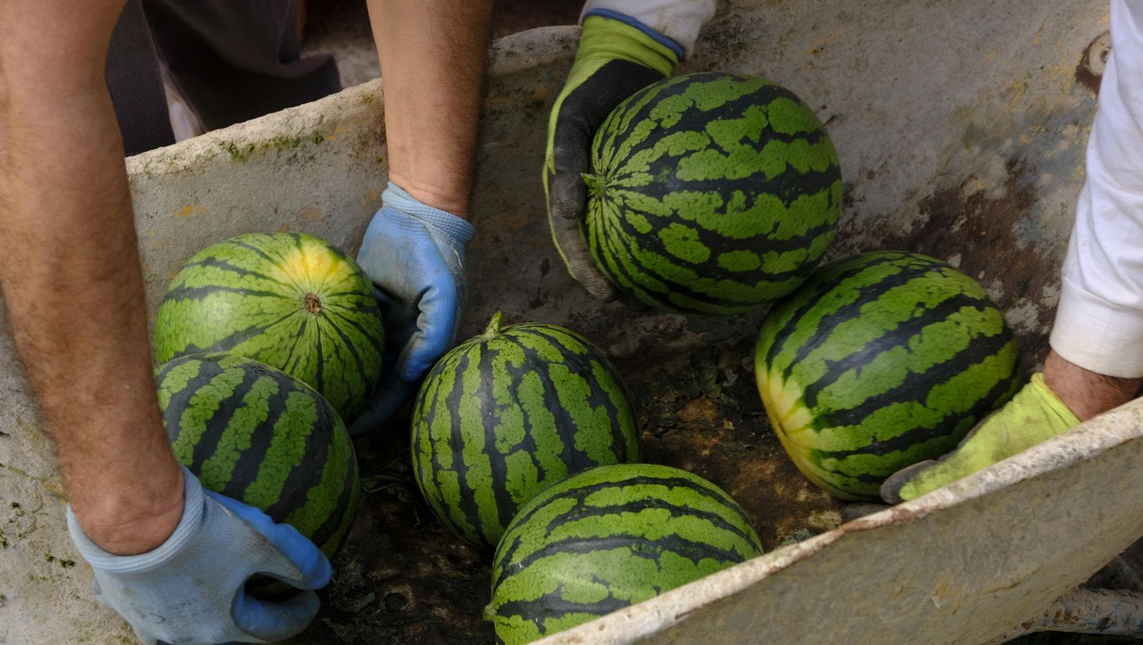 Imágenes de las primeras sandías que salen de Almería esta campaña