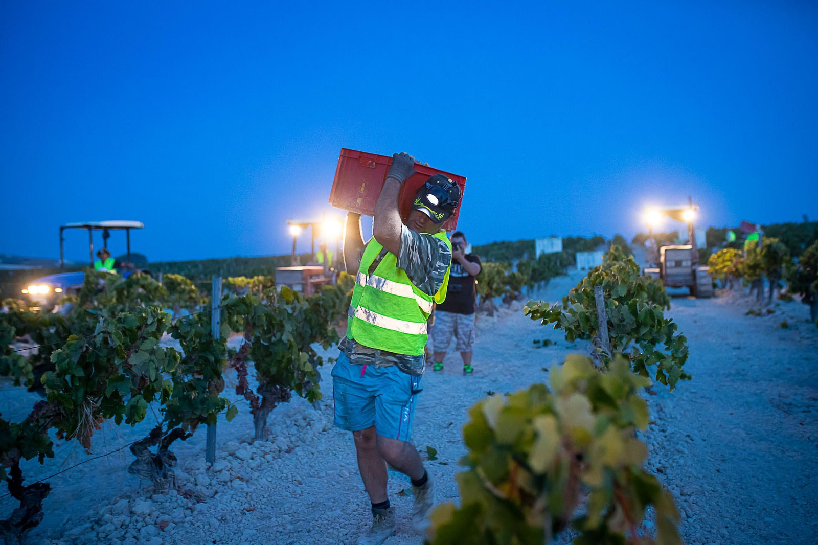 La vendimia nocturna de Tío Pepe