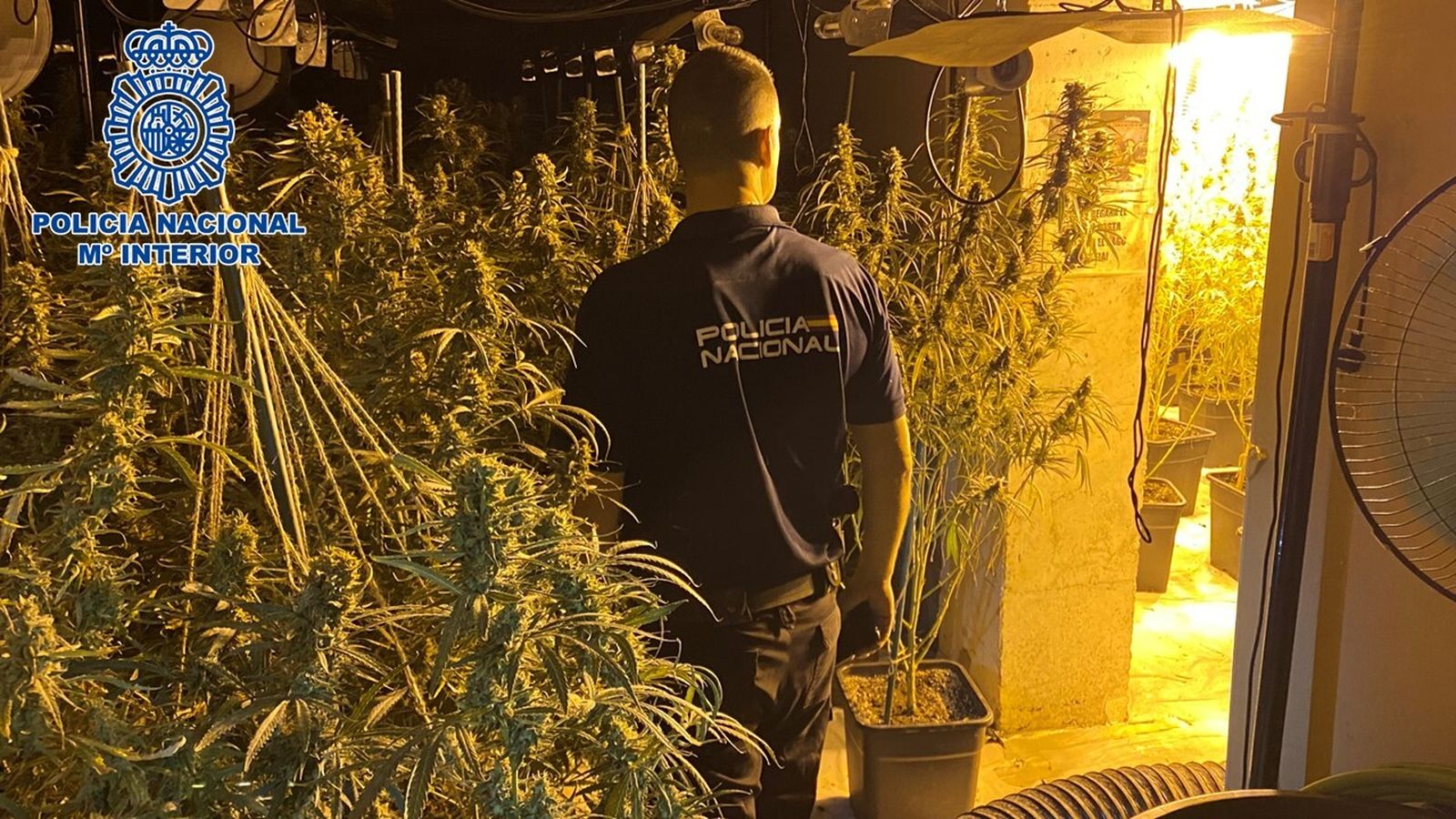 Imagen de archivo de una plantación de marihuana incautada por la Policía Nacional
