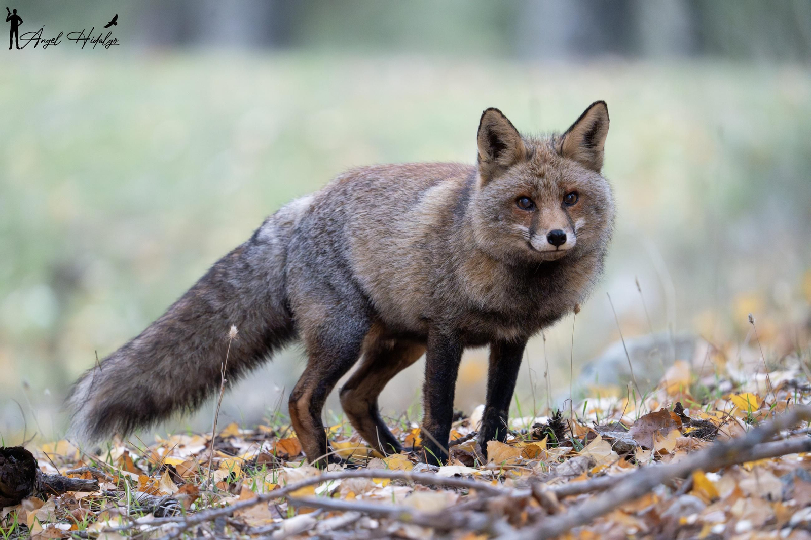 Ángel Hidalgo, el fotógrafo que inmortalizó al lince blanco Satureja: